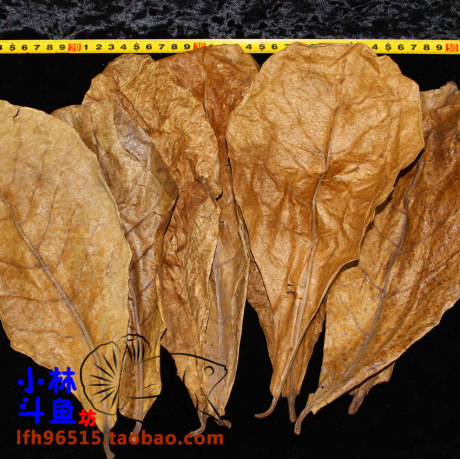 榄仁叶\懒人叶\斗鱼龙鱼短鲷等繁殖及饲养必备