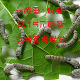 蚕宝宝 小蚕 蚁蚕 1龄蚕 孩子养蚕 快递包活 包损 送 桑叶 易活