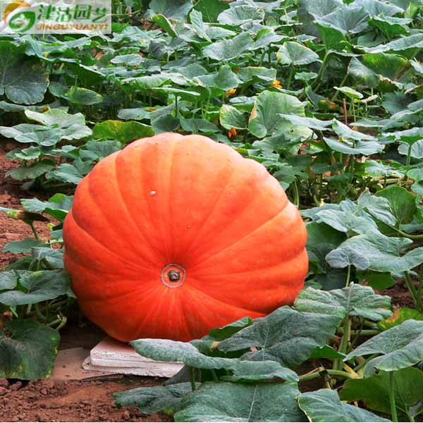 津沽老农庭院植物室内 南瓜种子 正宗超级巨型南瓜 单果重50 100斤 产量高