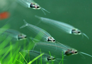 玻璃貓魚 貓頭水晶 熱帶魚 5-6公分 透明魚 招財魚 貓魚 觀賞魚在類目 寵物/寵物食品及用品, 水族世界, 魚中 - 來自Buy2taobao.com提供專業的淘寶代購服務
