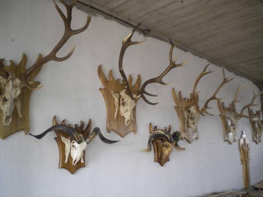 鹿头骨带双角 鹿角带头骨 头骨 带角鹿头骨|一淘