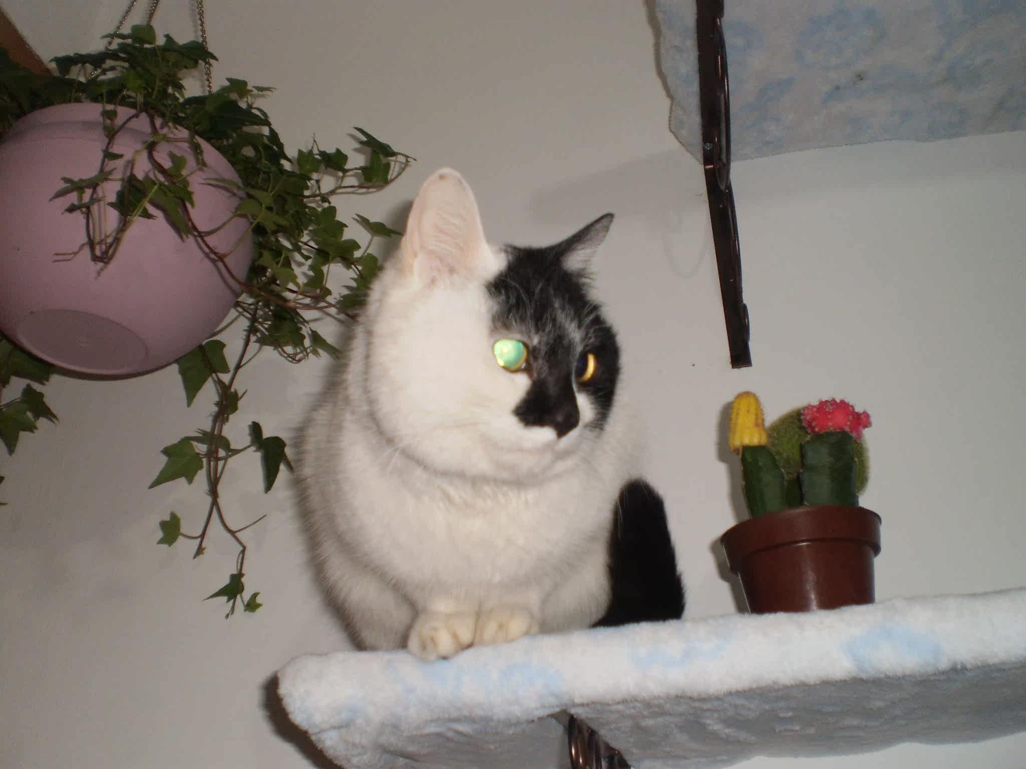 Hefei cat foster professional pet cats in foster care family Butler Service (booking deposit)