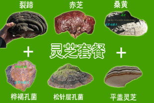  长白山野生灵芝 桑黄 裂蹄 桦褐等 肿瘤克星 冲皇冠 一个疗程