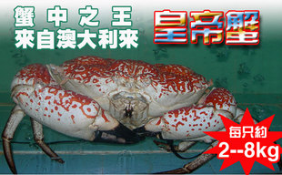  澳洲活螃蟹皇帝蟹/帝王蟹 高档海鲜礼品蟹