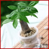【如水】小发财树 水养桌面迷你盆栽 整套 发财兴旺植物 盆景树桩