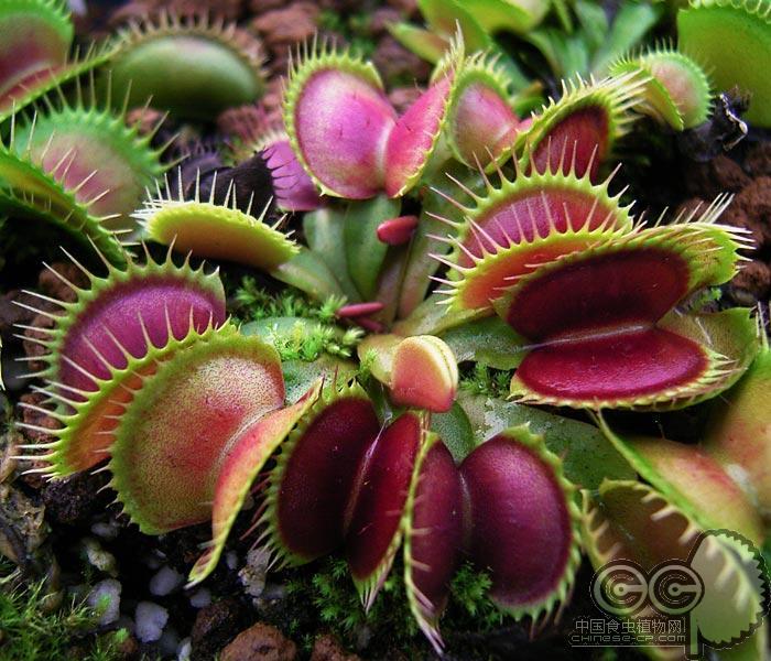 \/蛋糕配送\/园艺花艺花卉\/绿植盆栽出售苹果树-