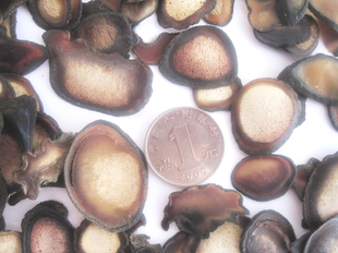  [常氏]阿拉斯加鹿蜡片半蜡片通片 半蜡片 鹿茸片 鹿茸20元/克