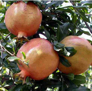 销售花卉苗木红巨蜜石榴特大粒石榴新品种结果苗60元