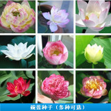 水生植物盆栽花卉种子 碗莲种子 荷花种子 包出芽 多色可选
