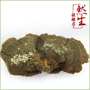  然生 云南野生松针灵芝 松针层孔菌灵芝 野生灵芝点燃生命之光