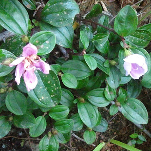 药材野生地菍 火炭泡地稔根 野生地念根 地茄子地菍根-淘宝网