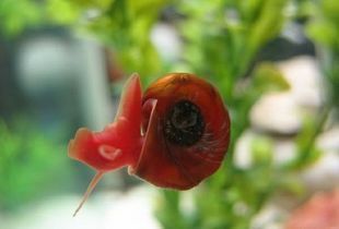 雨轩水族 淡水螺 观赏螺 可爱红果螺 红苹果螺