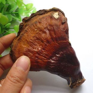  ［鑫喆］长白山野生灵芝15克 野生赤芝 附赶集买灵芝多图 172号