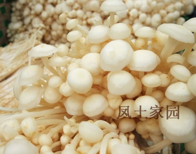 农家自种新鲜金针菇/益智菇250g 有香菇木耳笋干土特产|ruв категории зерно риса/север и Юг сухих грузов/приправы, север и Юг сухих грузов/мясо сухих грузов, сухогрузный/родной, грибов - от Buy2taobao.com для оказания профессиональной услуги покупки агента Taobao