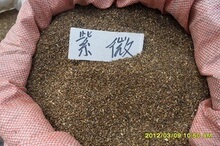 紫薇种子 惊儿树 百日红 满堂红 痒痒树 红花紫薇 发芽率95%以上