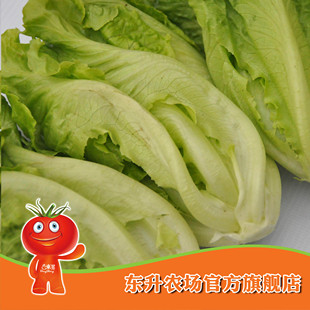  农场直供_东升绿色生菜_意大利生菜_新鲜青菜 广州配送（300g）
