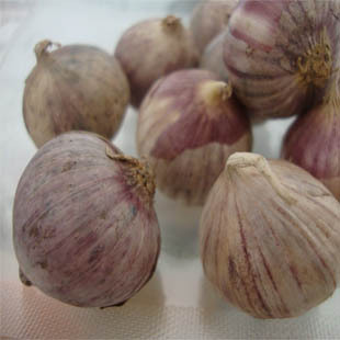  优质新鲜大蒜 绿色有机蔬菜市场火锅底调料紫皮大独蒜头 满10包邮