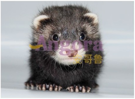 安哥鲁安格鲁玛雪儿宠物貂 黑貂天津安哥鲁专