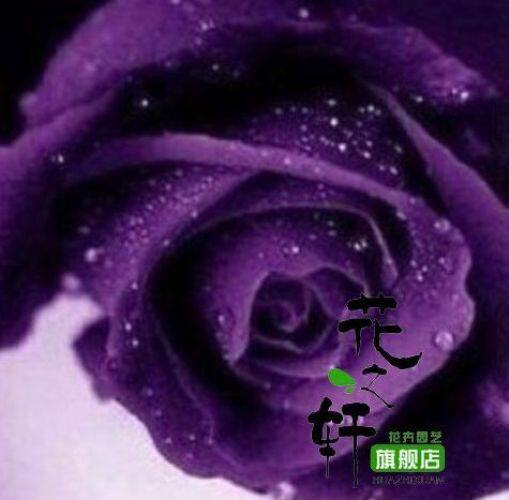 种子 盆栽玫瑰种子 玫瑰种子 3号紫色玫瑰种子 秒价0.05元/粒