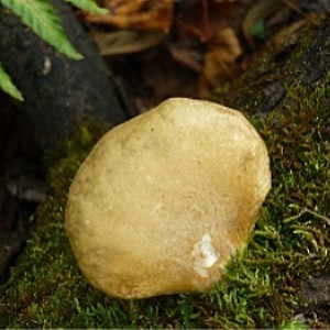  野生元蘑 蘑菇 野生 山珍干货 东北大兴安岭特产 纯天然 包邮250g
