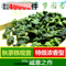 上下架计划:铁观音浓香特级 散装新秋茶 铁观音茶叶正品 铁观音礼盒 特价包邮