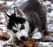 黑色双蓝眼纯种哈士奇犬幼犬活体宠物狗狗雪橇犬公母都有