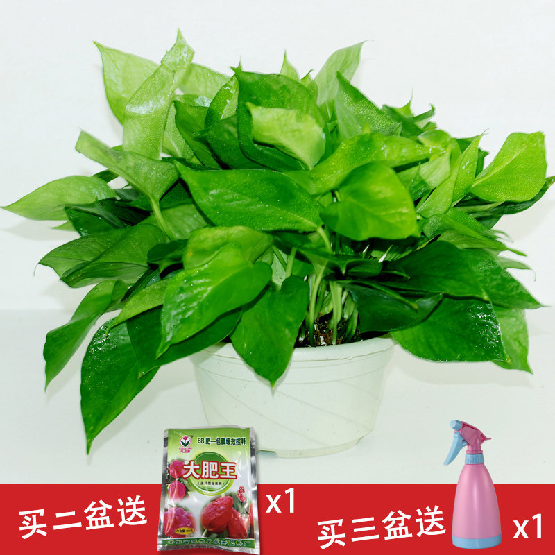 绿萝盆栽绿萝水培植物阳台客厅绿色花草净化空气水培绿箩花盆包邮