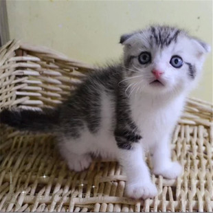 出售美短加白猫折耳猫纯种美短起司猫幼猫宠物猫活体折耳美短g