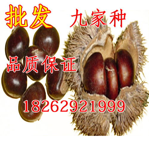 果树苗批发 铁粒头 九家种板栗苗 魁栗嫁接九家种板栗树苗在类目 鲜花速递/花卉仿真/绿植园艺, 庭院植物/行道树木/果树中 - 来自Buy2taobao.com提供专业的淘宝代购服务