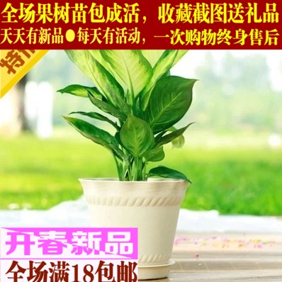 办公室室内阳台盆栽银皇后金边万年青彩色观叶植物 室内花卉盆景