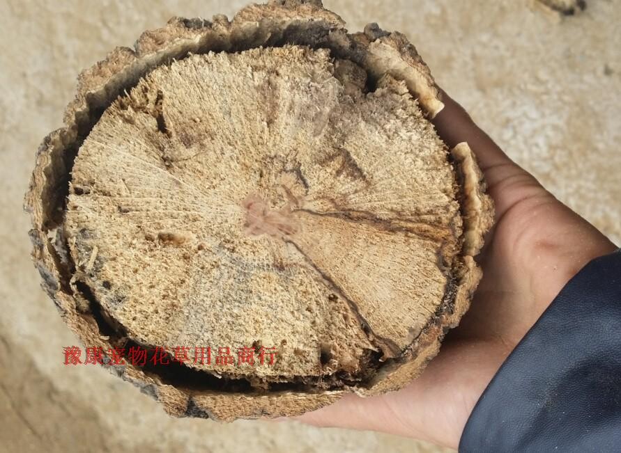 腐朽栎木段甲蟲産卵木甲蟲鍬甲大兜成蟲産卵木幼蟲喂養增肥胖啃料在類目 寵物/寵物食品及用品, 其它寵物, 其它寵物中 - 來自Buy2taobao.com提供專業的淘寶代購服務
