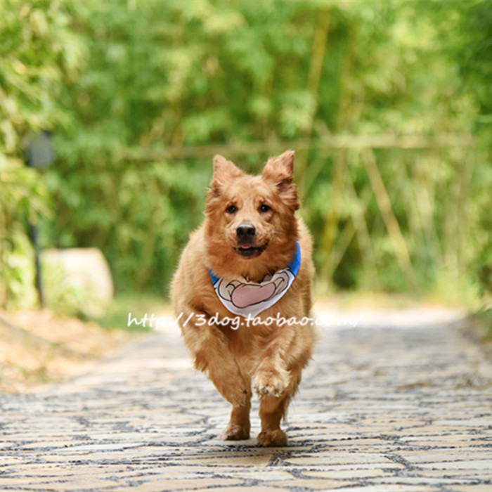 Pet dogs and cats Disney A variety of Cartoon Mickey Minnie Pooh Small and medium sized dogs Saliva towelin the Pet/Pet food and supplies , Pet apparel and accessories , Muffler category - from Buy2taobao.com to provide professional Taobao agent buy service