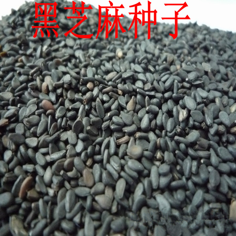 Black sesame seeds White sesame Health and black sesame seeds seed High yield 500 gramin the Agri rice/Dried foods/Condiment , Meter/Flour/Grains , Other food category - from Buy2taobao.com to provide professional Taobao agent buy service