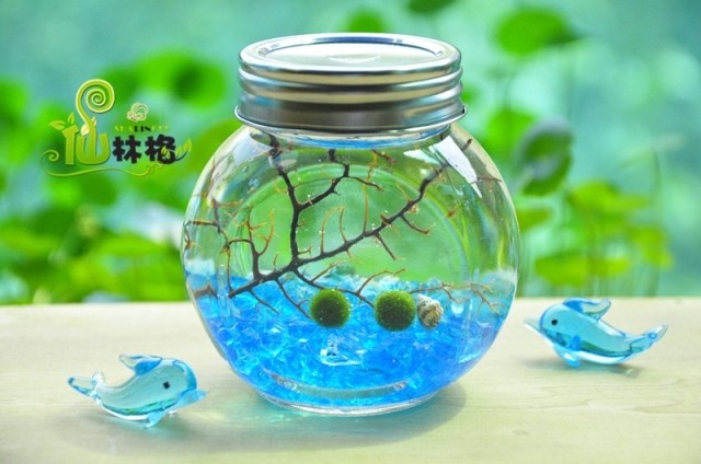 新款秒杀包邮marimo幸福海藻球创意迷你植物二人世界微景观生态瓶|ruв категории доставка цветов/цветок моделирования/растения садоводства, творческие мини - растений - от Buy2taobao.com для оказания профессиональной услуги покупки агента Taobao