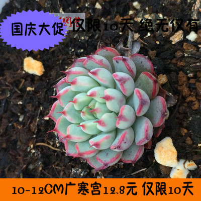 清晰园艺丨包邮植物 多肉植物 实生籽播 老版小红衣 姬莲 小红衣