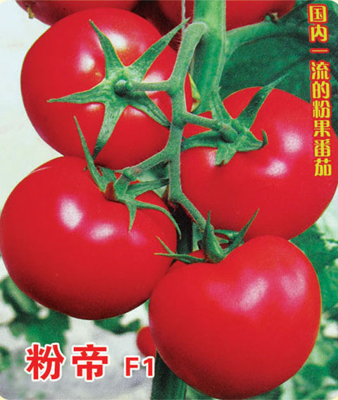 寿光蔬菜种子粉帝番茄种子保护地露地毛粉西红柿四季春夏秋种孑籽在类目 农用物资, 种子/种苗, 蔬菜种子中 - 来自Buy2taobao.com提供专业的淘宝代购服务