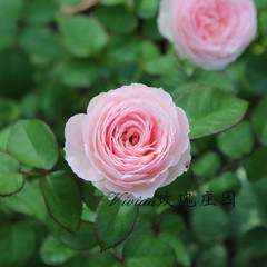 月亮花花儿开 蓝蓝的一片海是什么歌的歌词,~