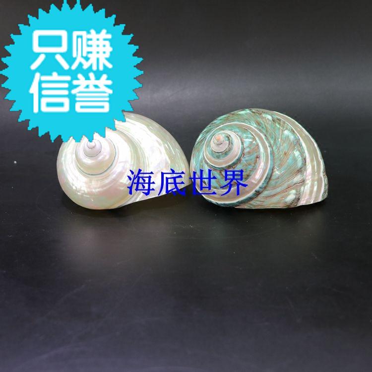 Green Turban Noctilucent natural Coral Conch shell Arts and Crafts Home Furnishing Decoration Aquarium fish tank ornamentin the Home accessories , Creative Jewelry , Conch/Shell/Coral category - from Buy2taobao.com to provide professional Taobao agent buy service