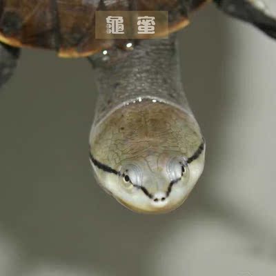 2015年迷你活体乌龟希拉里蟾头龟 人工苗 深水