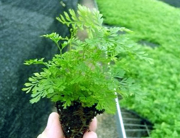 狼尾蕨小苗 适合瓶中微型盆景造景在类目 鲜花速递/花卉仿真/绿植园艺, 花卉/绿植盆栽(新), 绿植中 - 来自Buy2taobao.com提供专业的淘宝代购服务