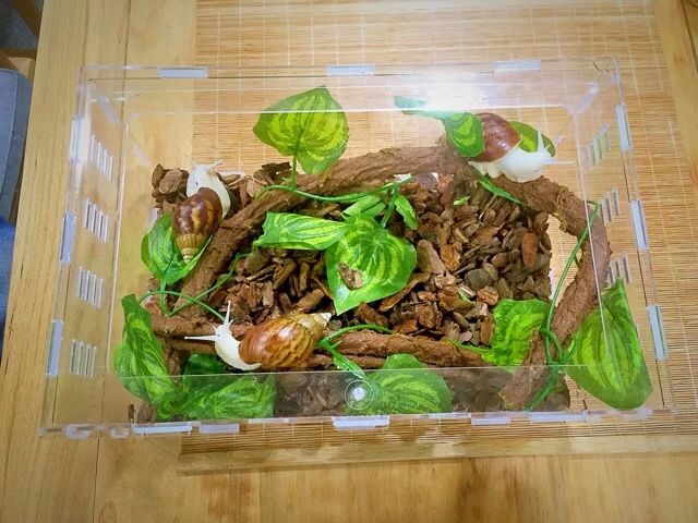 蜗牛小蜘蛛盒子爬虫亚克力宠物饲养盒蝎子蜈蚣宠物箱30X20X15在类目 宠物/宠物食品及用品, 爬虫/鸣虫及其用品, 爬虫/鸣虫用具中 - 来自Buy2taobao.com提供专业的淘宝代购服务