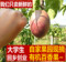 上下架计划:广西玉林新鲜水果百香果西番莲鸡蛋果果园有机水果园直摘直销包邮