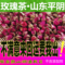 上下架计划:任意5件包邮 2014最新 红玫瑰花茶 山东平阴 美容养颜 50g/袋