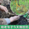 上下架计划:东北 长白山野山参 林下参 新鲜人参 泡酒人参 保鲜参 移山参整支