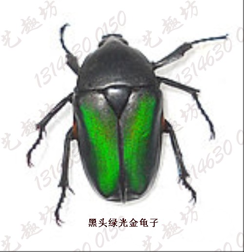 昆蟲標本工藝品創意禮物新品熱賣150多品種專業防腐科普展覽展示在類目 寵物/寵物食品及用品, 爬蟲/鳴蟲及其用品, 其他爬蟲/鳴蟲中 - 來自Buy2taobao.com提供專業的淘寶代購服務