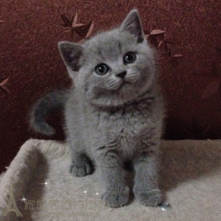 CFA双血统后代英国短毛猫幼猫英短蓝猫活体灰色宠物猫纯种幼猫p