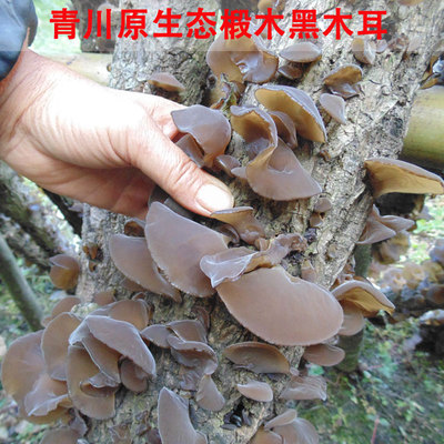 四川广元青川黑木耳 原生态椴木黑木耳 非东北