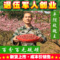 上下架计划:平阴玫瑰花茶特级无硫 花草茶特价50克 绿色的 一定是你想要的