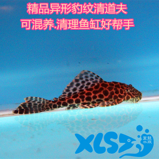 观赏鱼热带鱼活体异形鱼豹纹清道夫琵琶清道夫清理鱼缸吃垃圾鱼|msdalam kategori haiwan peliharaan/makanan haiwan dan bekalan, Aquarium World, ikan - dari Buy2taobao.com untuk memberikan perkhidmatan ejen Taobao profesional membeli
