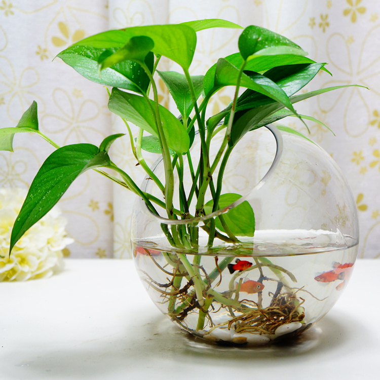 綠蘿吊蘭風信子玻璃花瓶 室內綠植花卉花盆送石頭 江浙滬滿百包郵在類目 鮮花速遞/花卉仿真/綠植園藝, 花瓶/花器/花盆/花架(新), 花瓶中 - 來自Buy2taobao.com提供專業的淘寶代購服務
